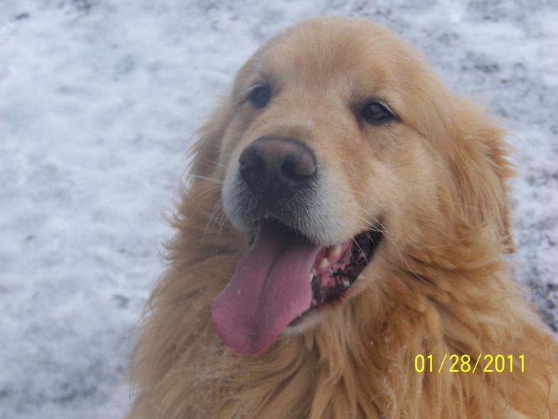 hilltop golden retrievers our golden retrievers hilltop golden retrievers our golden retrievers